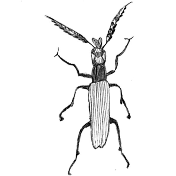 #2073 - Bug - Nature